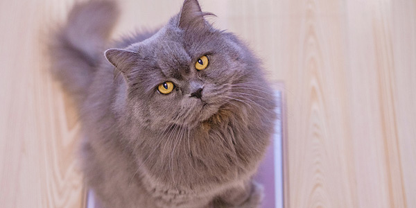 Pet obesity battle begins at clinic