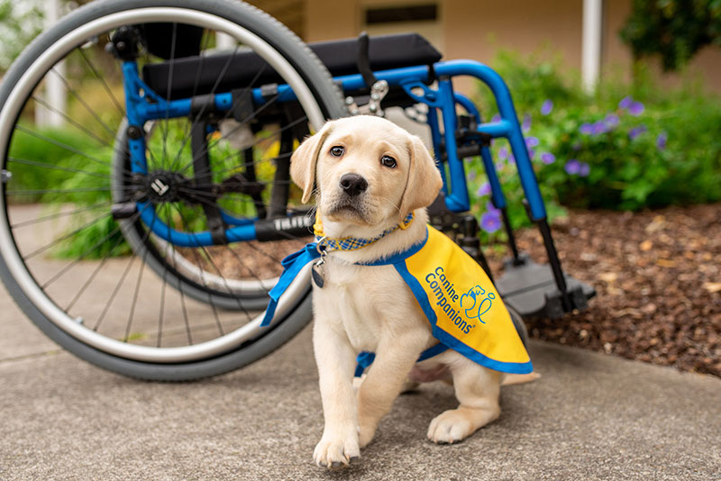 Developing a better working dog