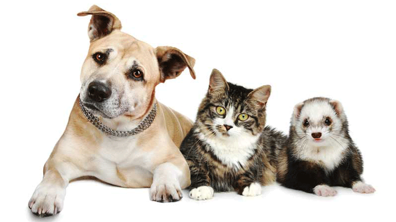 how dogs and cats are different