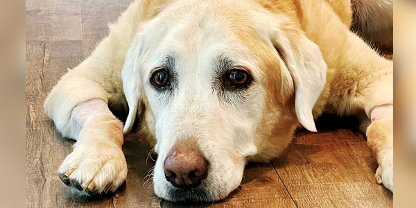 Case study: Decreased appetite in a 13-year-old Labrador