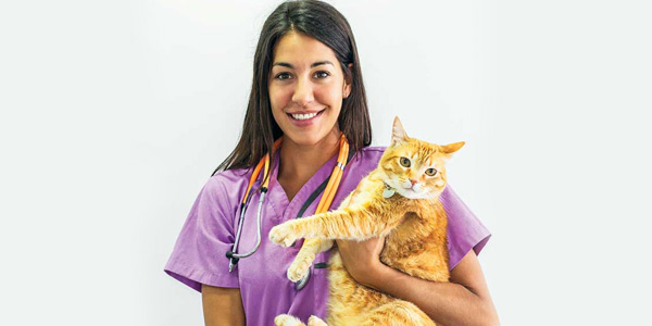 Challenges in feline blood collection