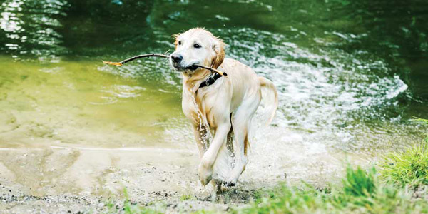 Pandemic effects on heartworm prevention