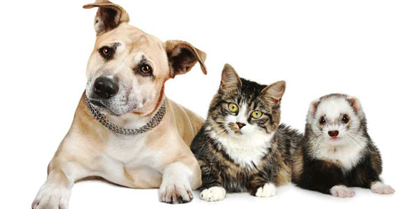 Dogs, cats, and COVID