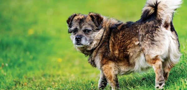 The pandemic’s impact on veterinary medicine’s most sacred responsibility