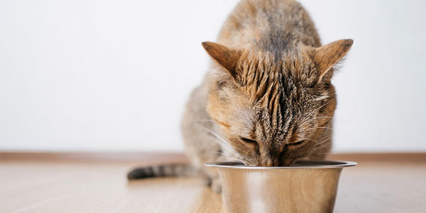 Cats love a free meal, study shows