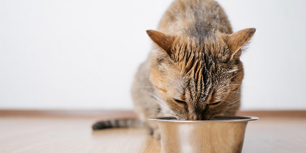 Missouri pet food co. finds international buyer