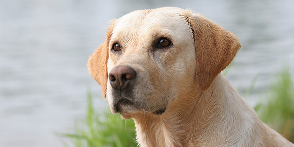 Fund matching campaign launched for National Dog Day