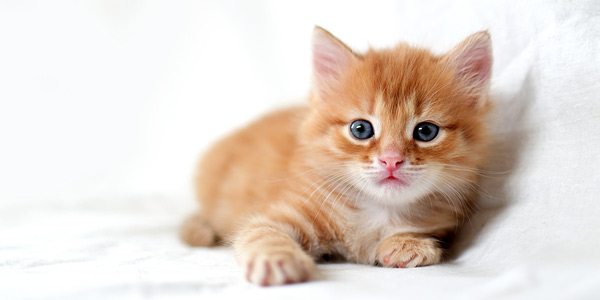 DNA may hold secret for feline HCM therapies