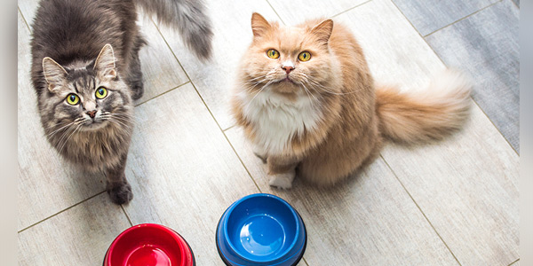 Cat deaths surge in U.K. amidst food recall