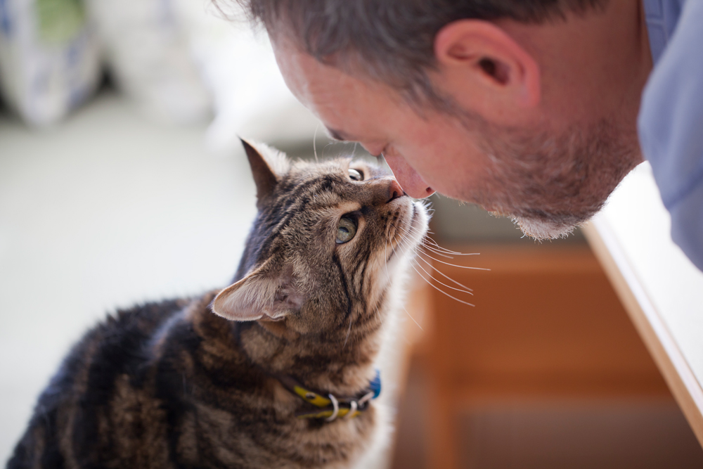 Aspca Pet Health Insurance Archives Veterinary Practice News