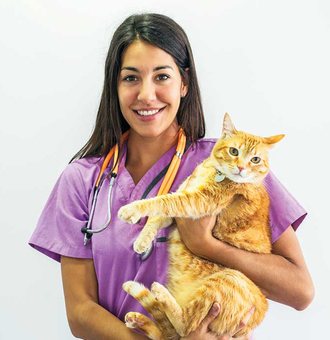 The cat has small veins, often smaller than the corresponding veins of dogs because the cat's body size is so small. Collecting enough blood for a chemistry panel and CBC can be challenging to the point it can serve as a deterrent to properly diagnosing our patients' ailments. 