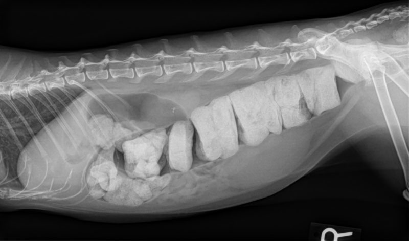 A 10-year-old cat presents with a feces-filled colon.