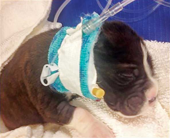 A neonate jugular catheter.