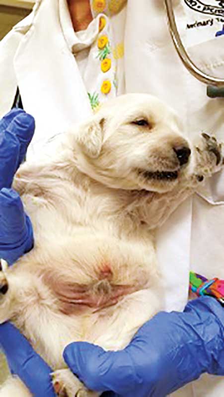 A Labrador retriever puppy with bruising.