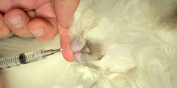 Local blocks to prevent pain in spay and neuter procedures