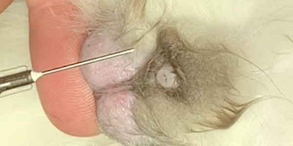Video series: Pain blocks for neuter procedures