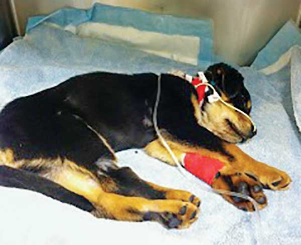 This puppy being treated for parvo.