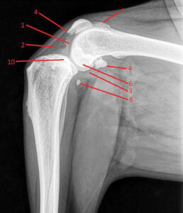 Multiple changes visible on a lateral view in an 8-year-old labradoodle.Photos courtesy Phil Zeltzman