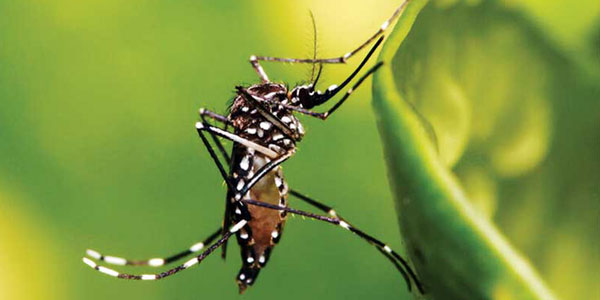 Easing heartworm via ‘Friendly Mosquito’