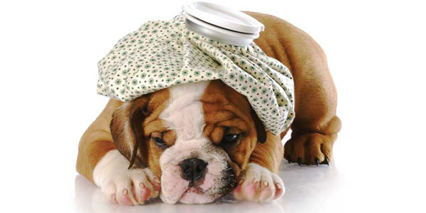 Tummy troubles: Empirical treatment of acute vomiting