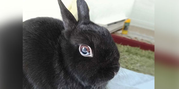 Treating dental disease in rabbits