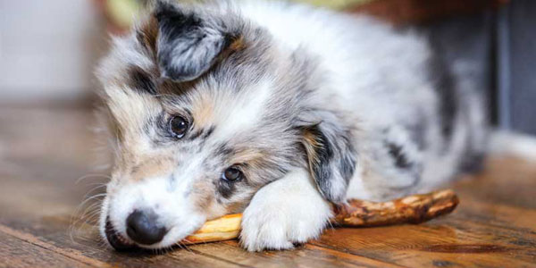 Treatment options for carnassial tooth fractures in dogs