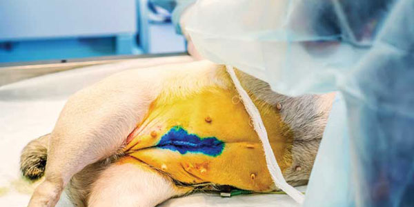 Can animals in heat be spayed?
