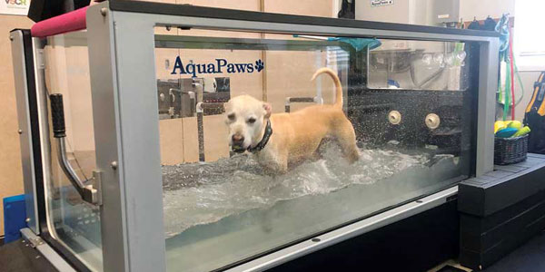 Injectable therapy for canine pain management