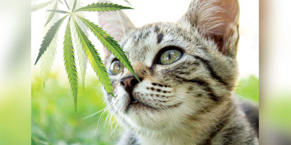 How to educate clients on CBD oil use