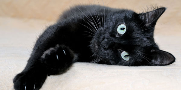 Deadly feline cancer sees new potential treatment