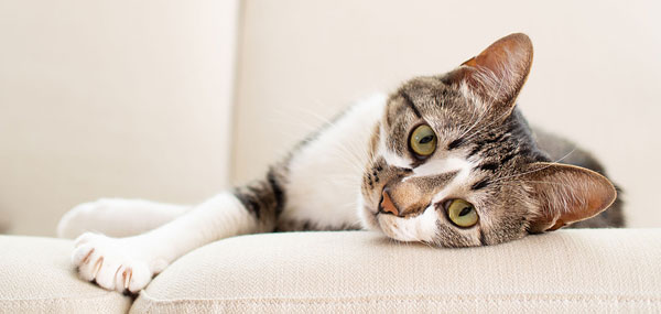 Cats, children with ASD both benefit from friendship, study shows