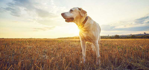 The Rainbow Bridge: Putting protocols into practice