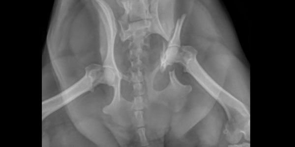 Test your veterinary knowledge!