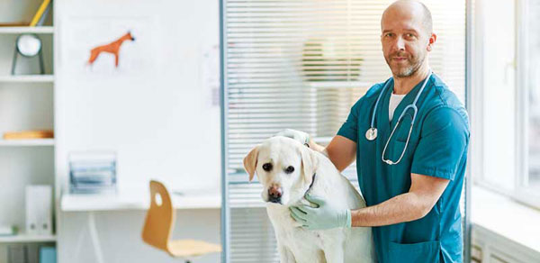 Shedding new light on work-life balance - Veterinary Practice News