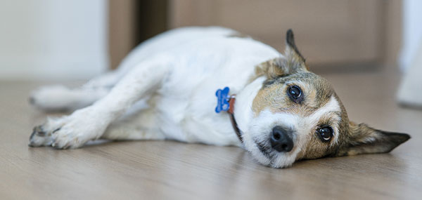 Individualized care central to trial canine oral cancer treatment method