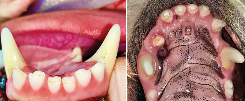 Photos courtesy John Lewis Figure 1 (left): Dave's mandibular canines and incisors. Note the subtle linguoversion of tooth 404 compared to tooth 304. Also, note the