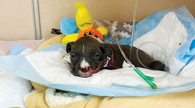 A puppy in the intensive care unit receiving fluids. Photos courtesy Tami Lind