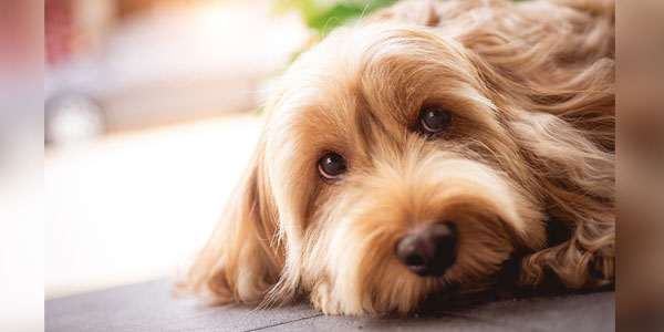 Veterinary efforts support antimicrobial stewardship