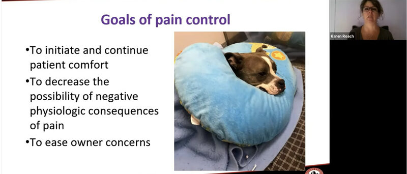 Don’t be a Pain! Analgesia for Emergency and Critical Care Patients