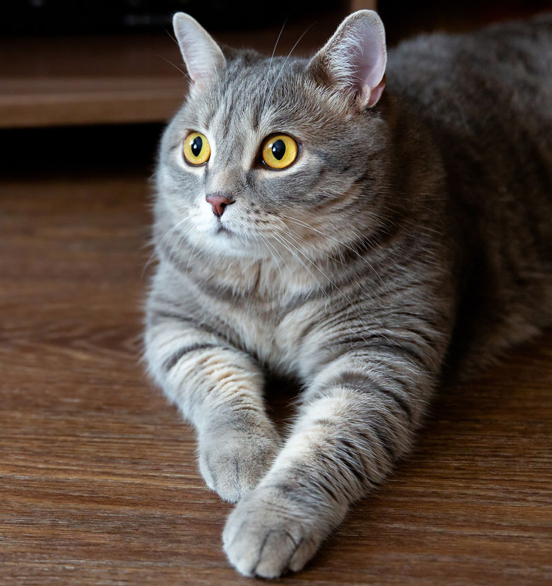 Photo ©BigStockPhoto.com Weight loss plans require strong communication skills on the part of the veterinary healthcare team, as well as commitment and dedication from pet owners. Photo ©BigStockPhoto.com