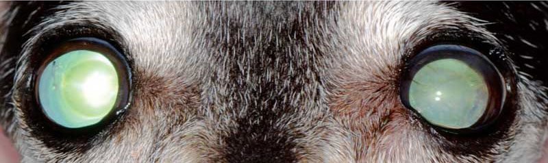 A clear look at cataract conditions and treatments Veterinary Practice News