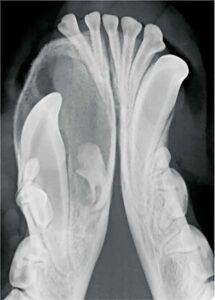 Figure 3: Intraoral radiograph of the rostral mandible shows unerupted tooth 403 and a cystic structure that is displacing adjacent teeth.
