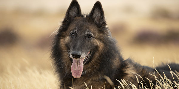 Canine epilepsy studies score funding