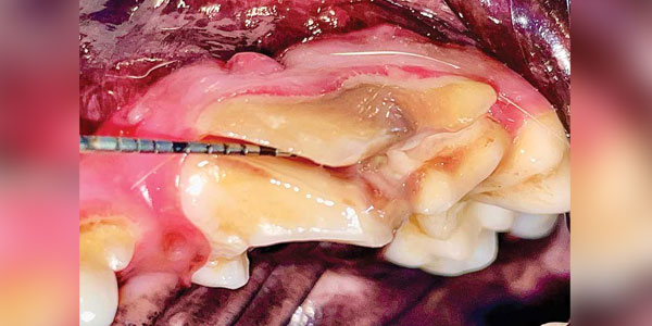 New studies exploring carnassial tooth fractures in dogs