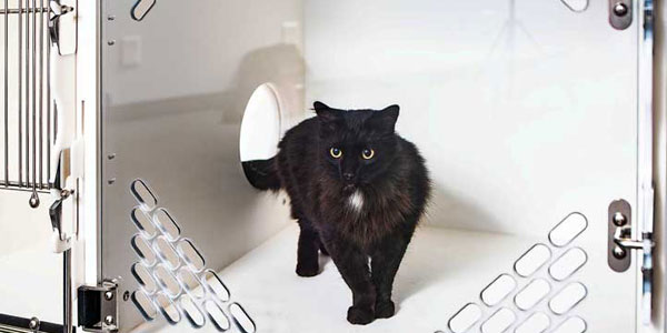 Kennels for kitties: Evolving wisdom on feline housing