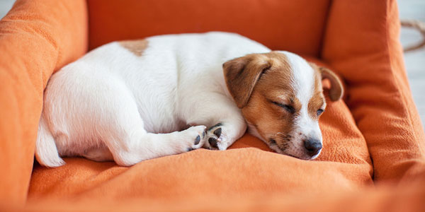 ‘Puppy scams’ jumped 165 percent during pandemic