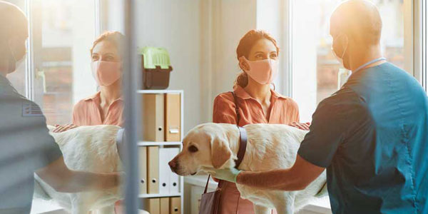 Everyone lies, even veterinarians