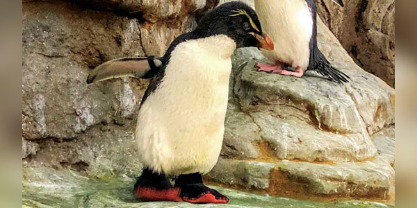 Real life <i>Happy Feet</i>: