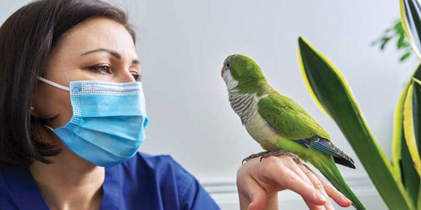 Are veterinary specialists the future?