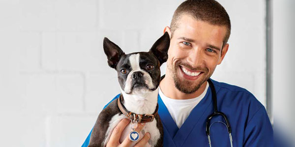Overworked? You might want to blame poor productivity; not pandemic puppies